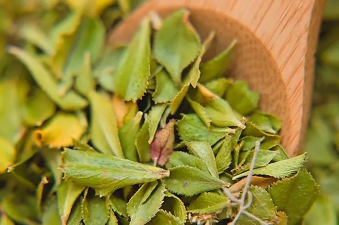 Buchu Health Benefits