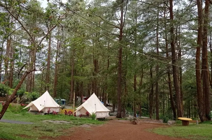 Pine Forest Hotel
